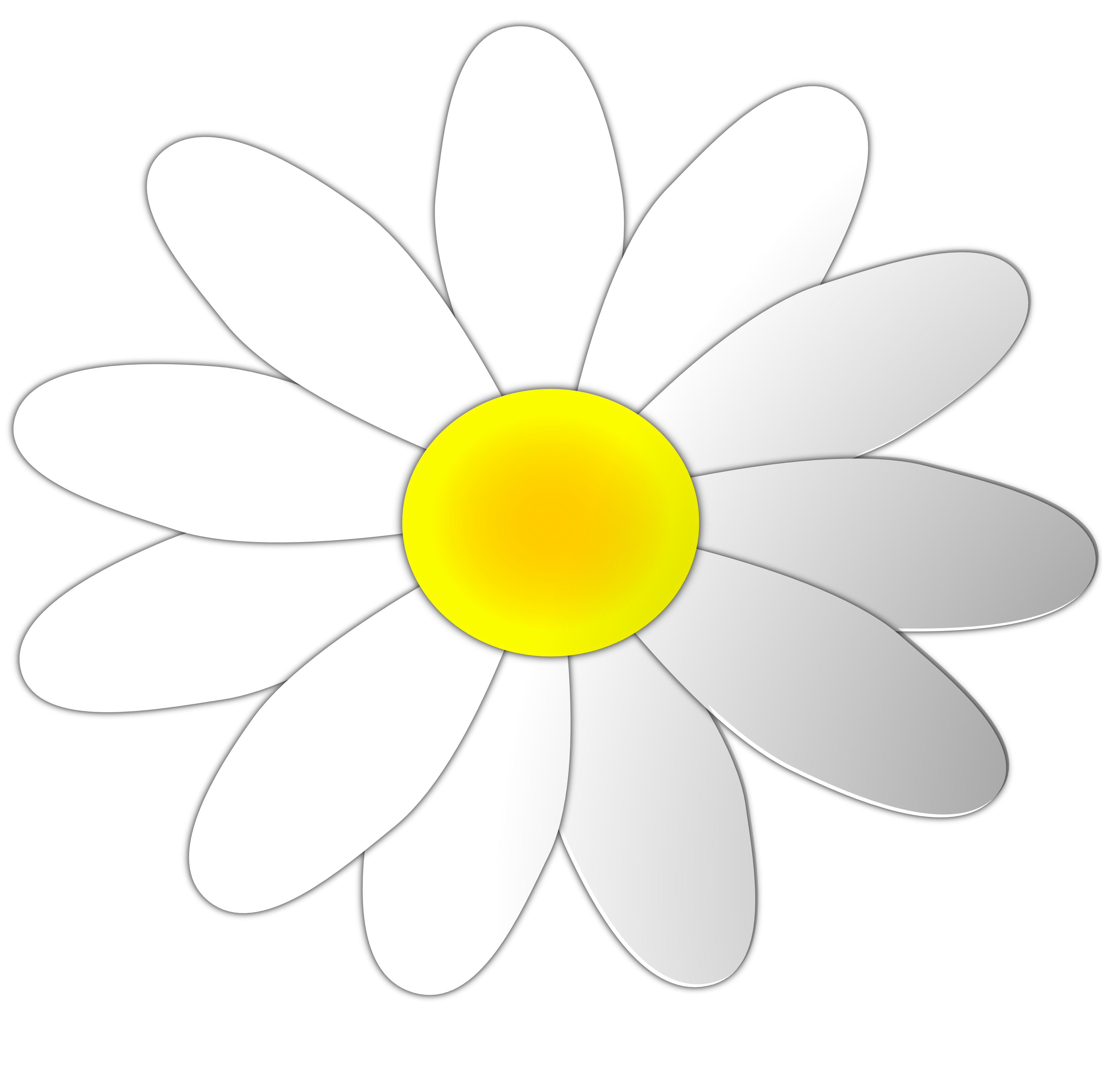 Daisy flower clipart
