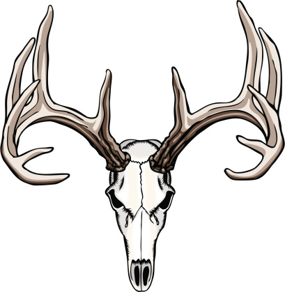 Cartoon Of A Whitetail Deer Skull Clip Art, Vector Images ...