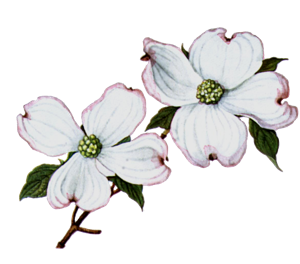 Dogwood Flower Clipart