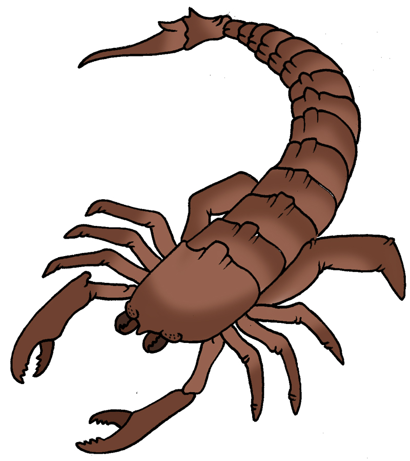 Draw scorpion clipart 2