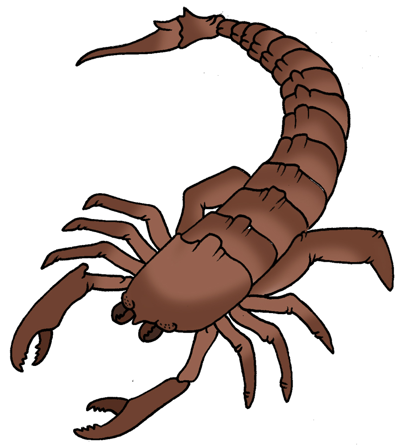 Scorpion clip art and google search on