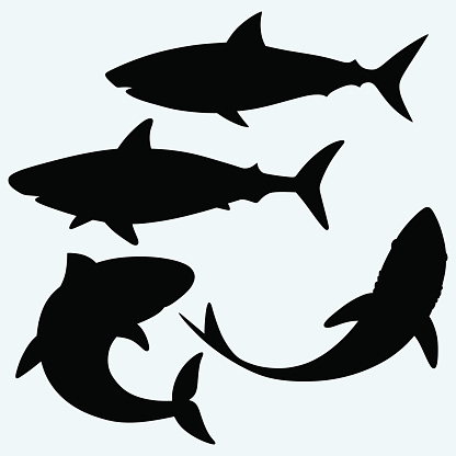 Shark Clip Art, Vector Images & Illustrations