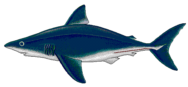 Free Shark Clipart, 1 page of Public Domain Clip Art