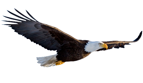 soaring eagle clip art free - photo #43