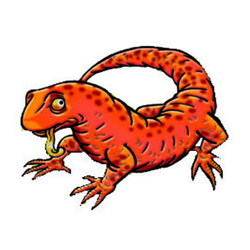 Geckos & Co - Marbled Newt