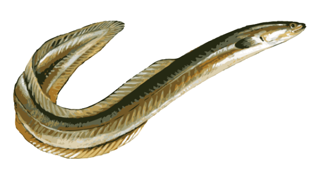 Eel Clipart - Tumundografico