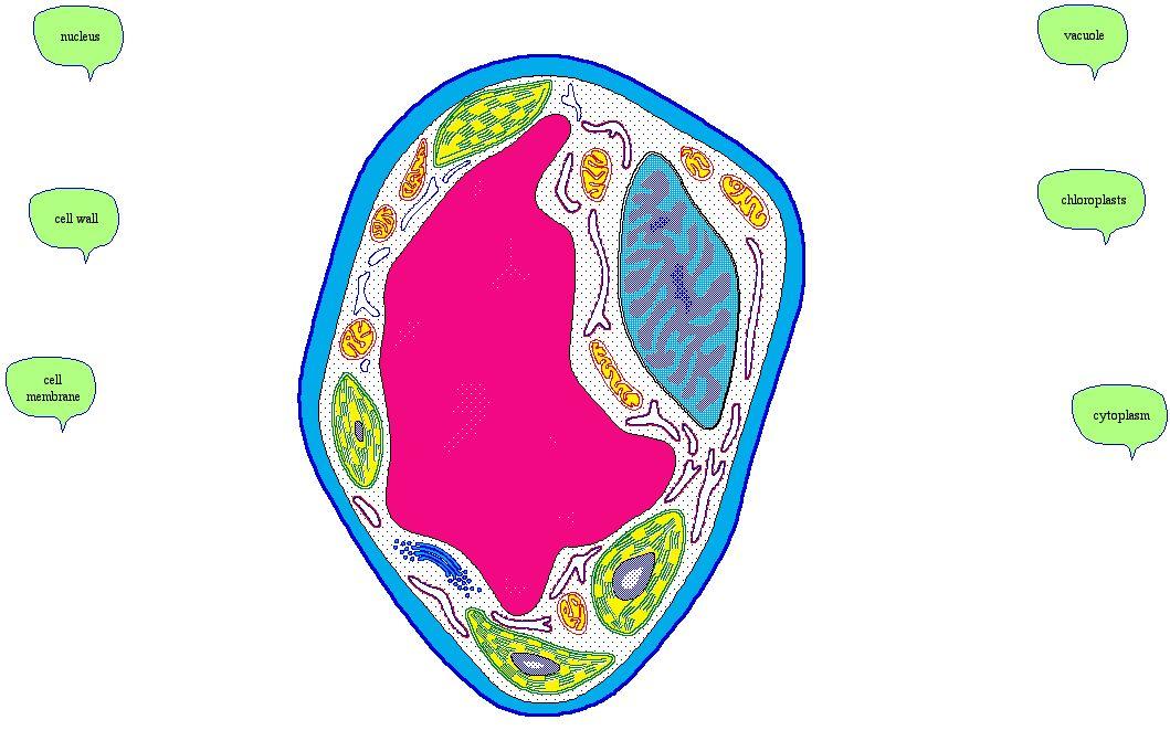 47+ Plant And Animal Cell Clip Art