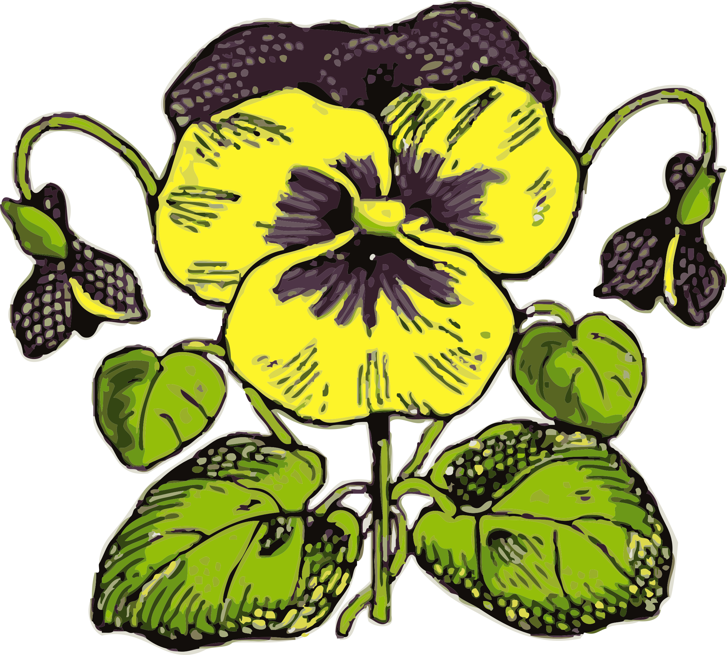 Clipart - pansy