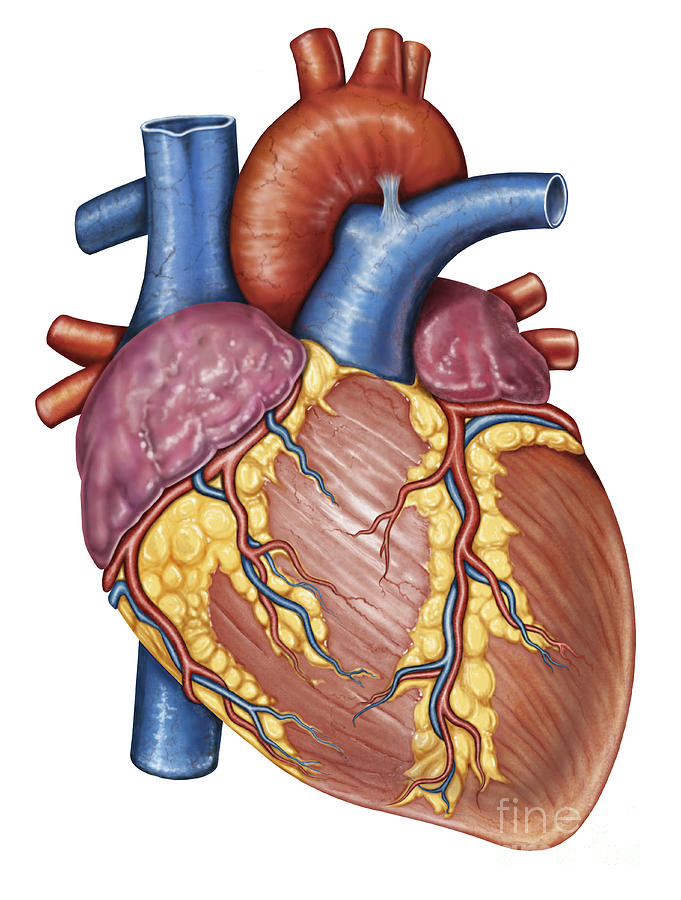Human Heart - Cephalicvein