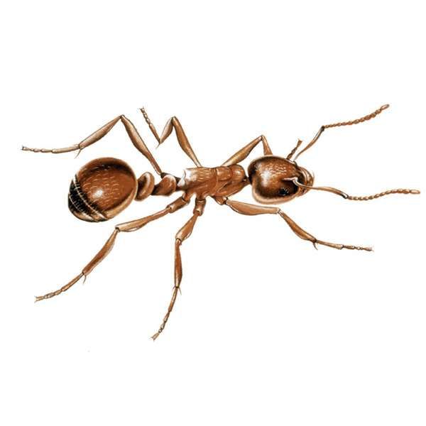 How many legs do ants have clipart best