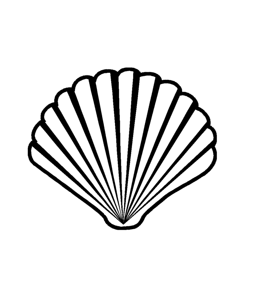 Black and white seashell clipart