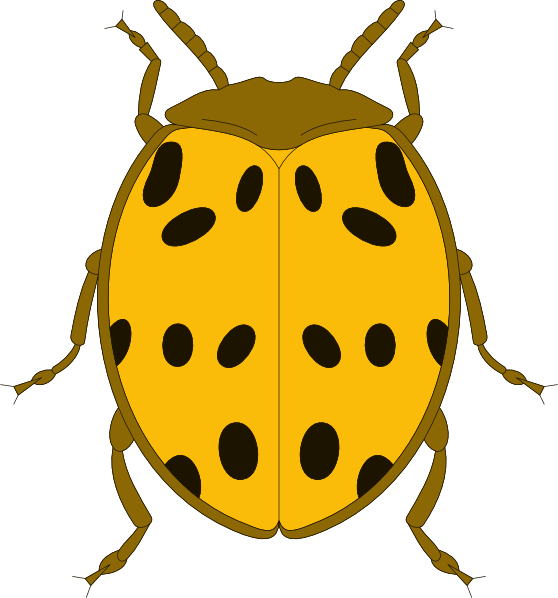 Yellow And Black Spotted Beetle Clip Art - vector ...