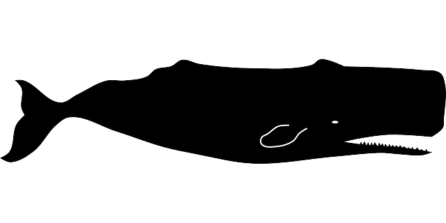 Sperm Whale Clipart Black And White