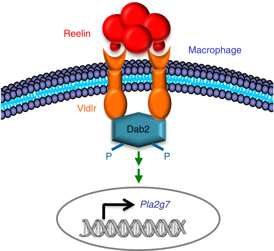 Macrophage VLDL receptor promotes PAFAH secretion in mother's milk ...