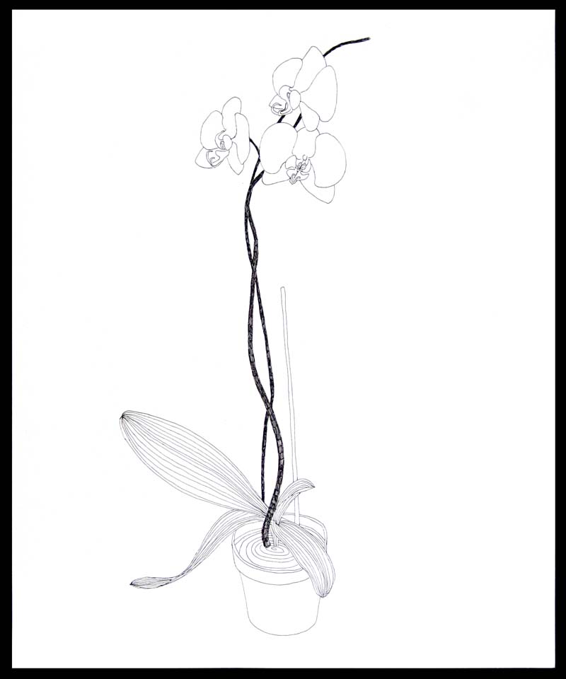Michael McGuire: New Orchid Drawings