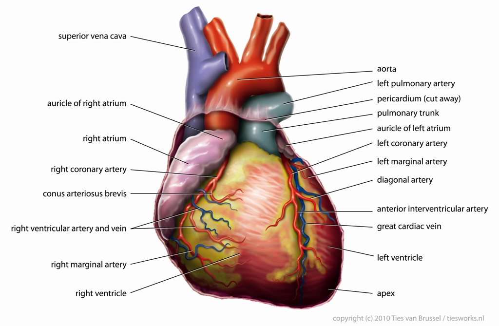 2.3.1 Blood circulatory system