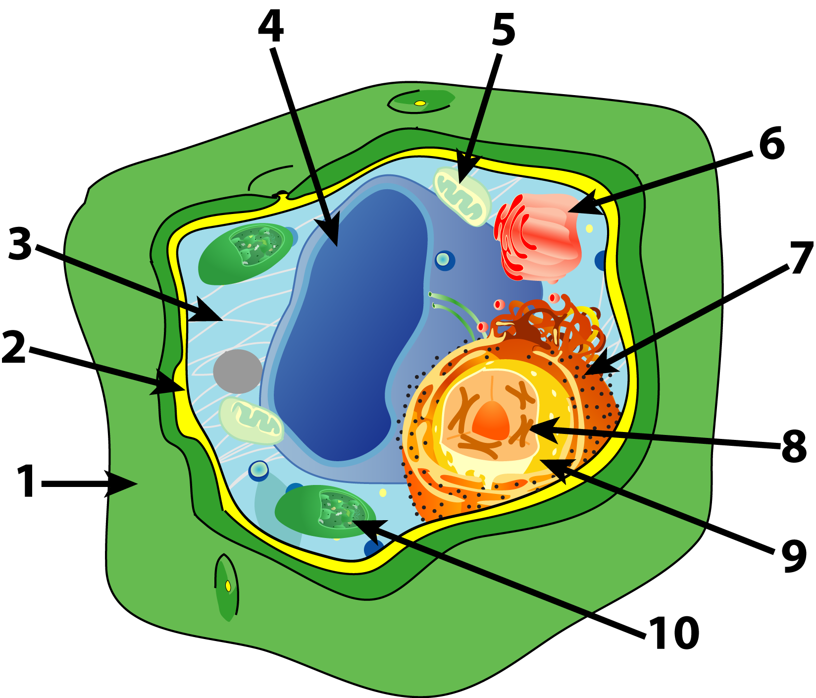 Cells To Human Organism - Lessons - TES Teach