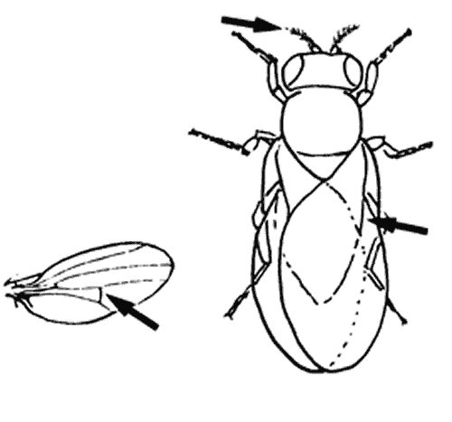 fruit fly clipart - photo #23