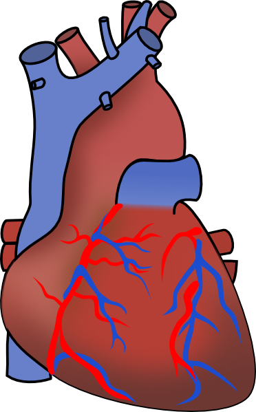 Human Heart Clip Art - vector clip art online ...
