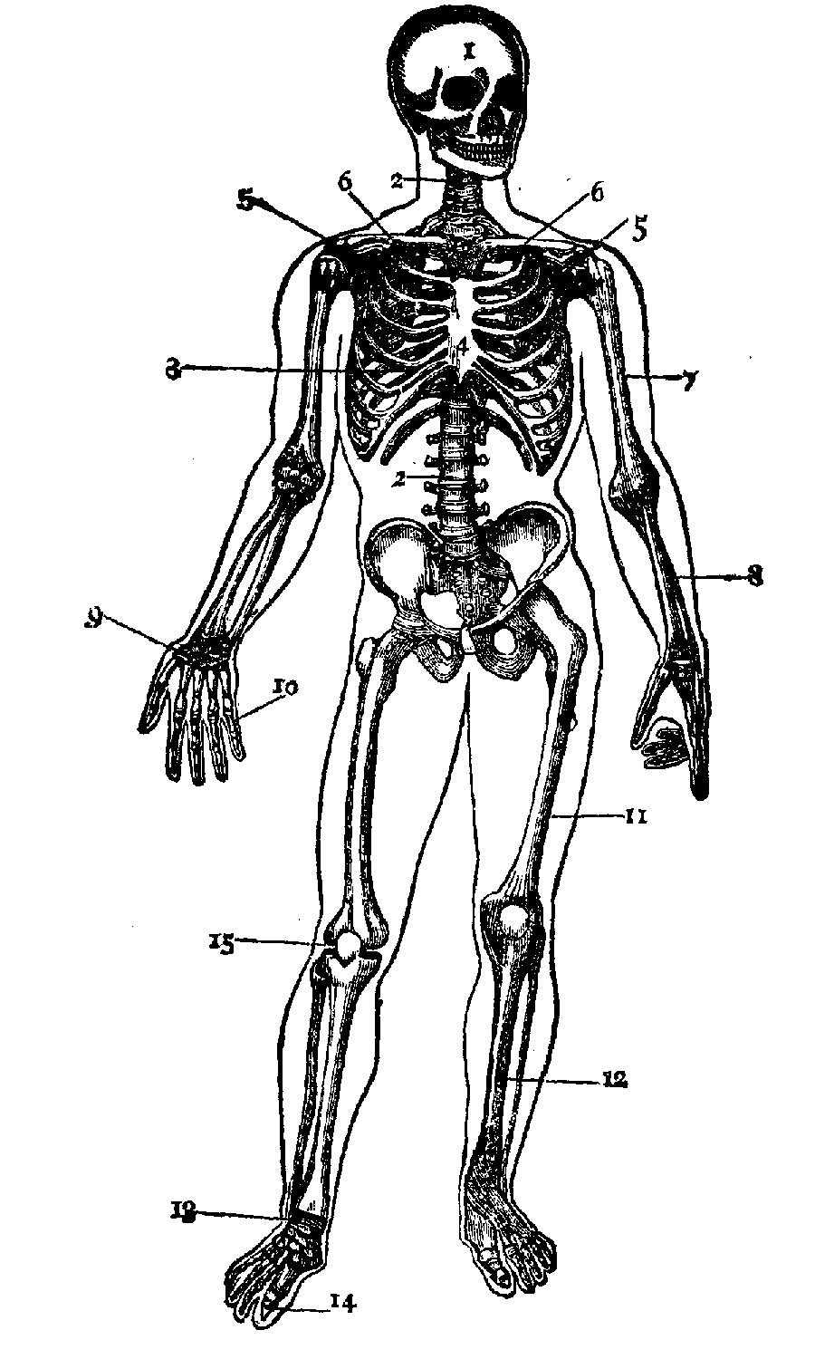 Printable skeletal system chart Keep Healthy Eating Simple