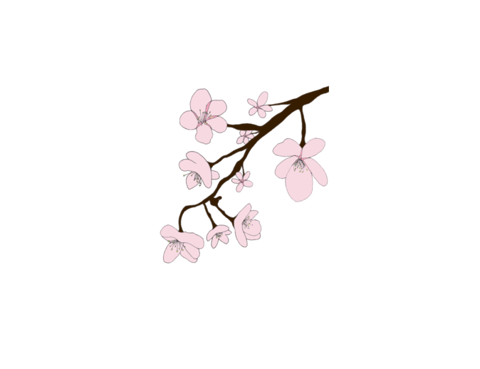 cherry blossom clipart free