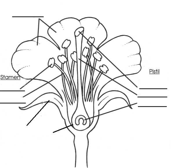 Blank Flower Diagram Picture Clipart Best