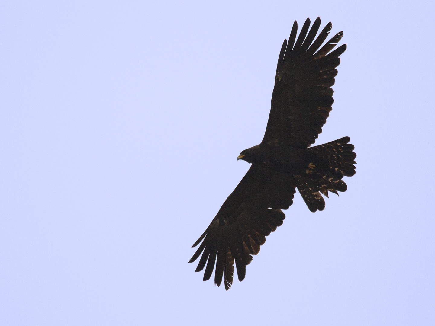 free clipart of eagles soaring - photo #46