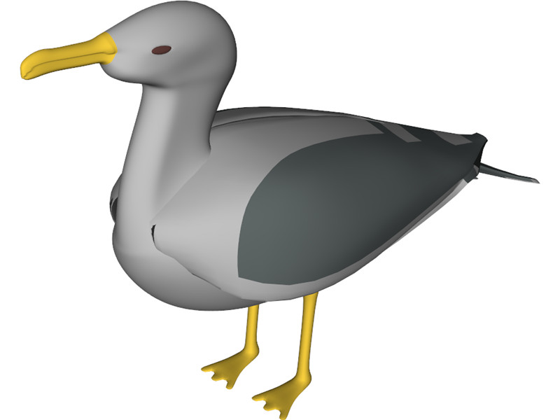 Seagull Standing 3D Model Download | 3D CAD Browser