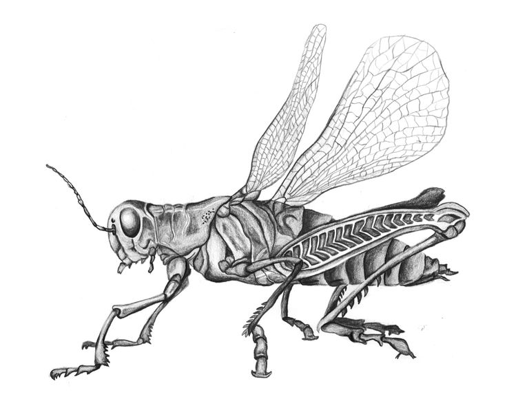 Insects | Insect Art, Insects and Beetles