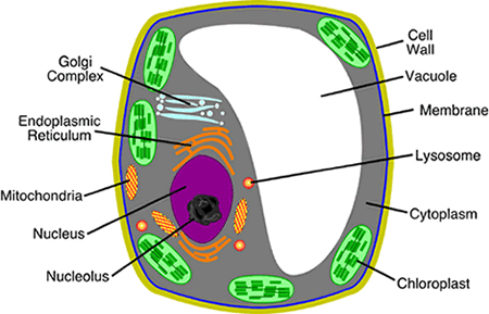 JJ ROG 81: simple animal cell diagram with labels