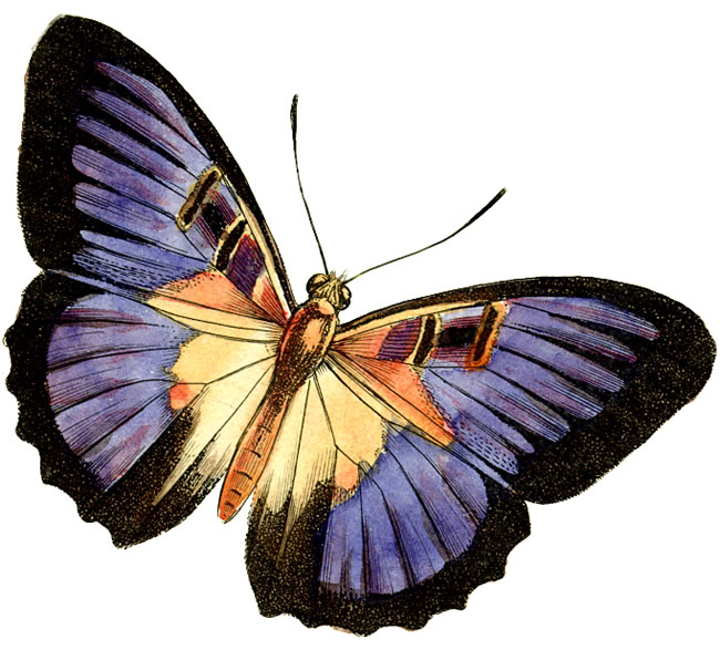 butterfly images clipart image search results