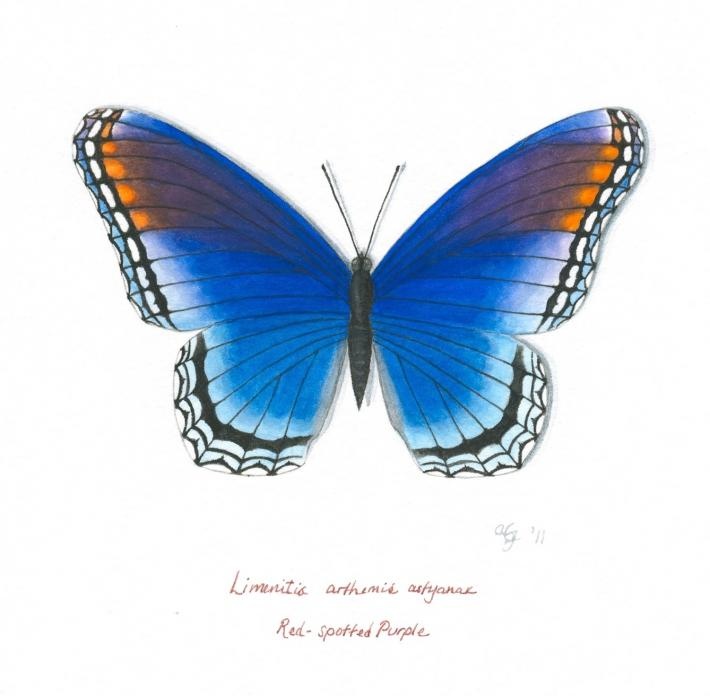 1000+ images about Butterfly Illustrations ...