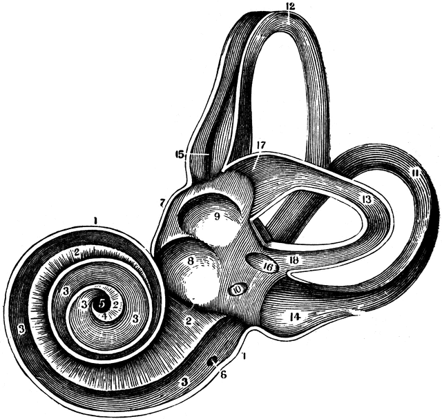 The Labyrinth of the Inner Ear | ClipArt ETC