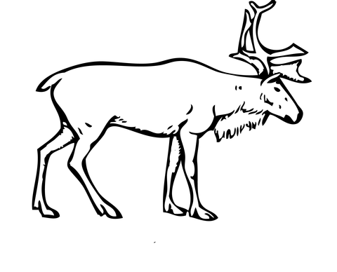 Reindeer Deer coloring page | Free Printable Coloring Pages