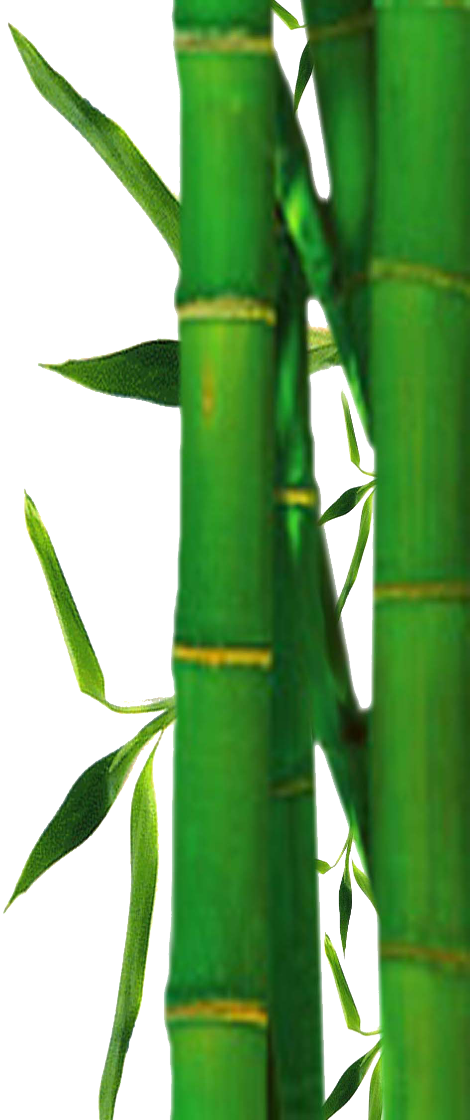 Bamboo Leaves Png - ClipArt Best - ClipArt Best