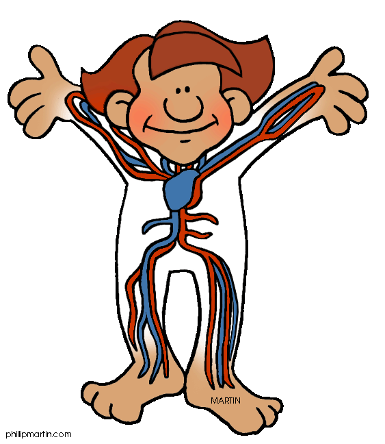 Cartoon Body System Clipart