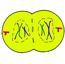 Animal Cell Diagram Without Labels Clipart - Free to use Clip Art ...
