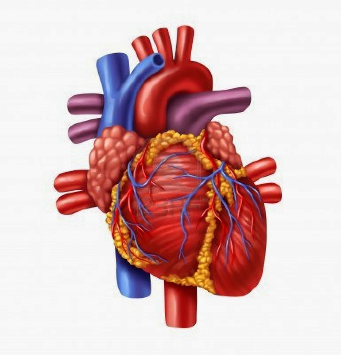 Heart Diagram Unlabeled