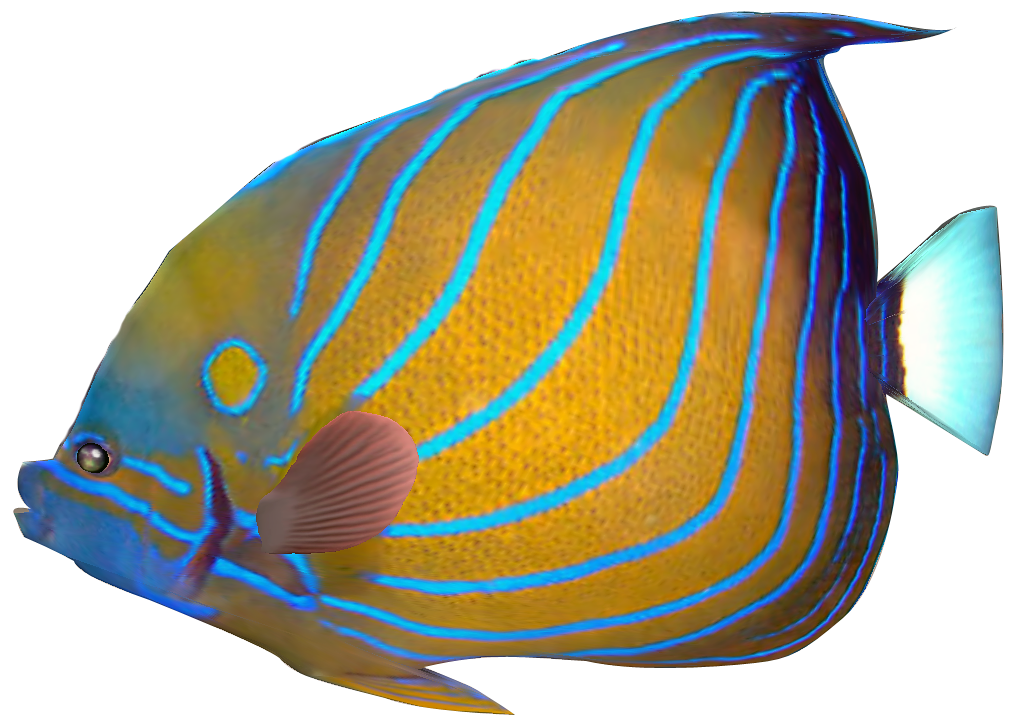 Tropical fish clip art free