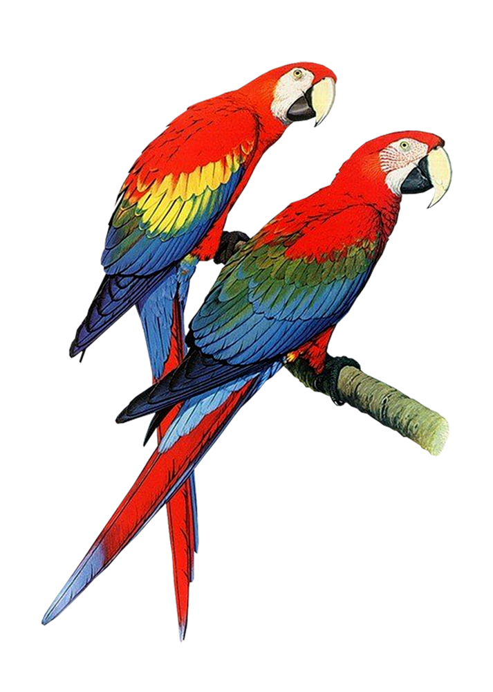 Best Parrot Clipart #16709 - Clipartion.com