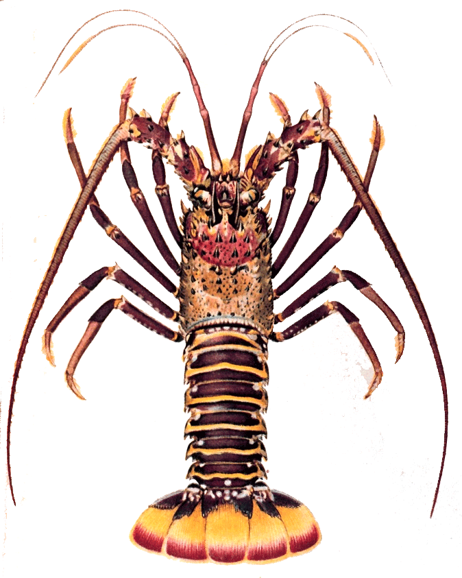 Picture Of A Lobster