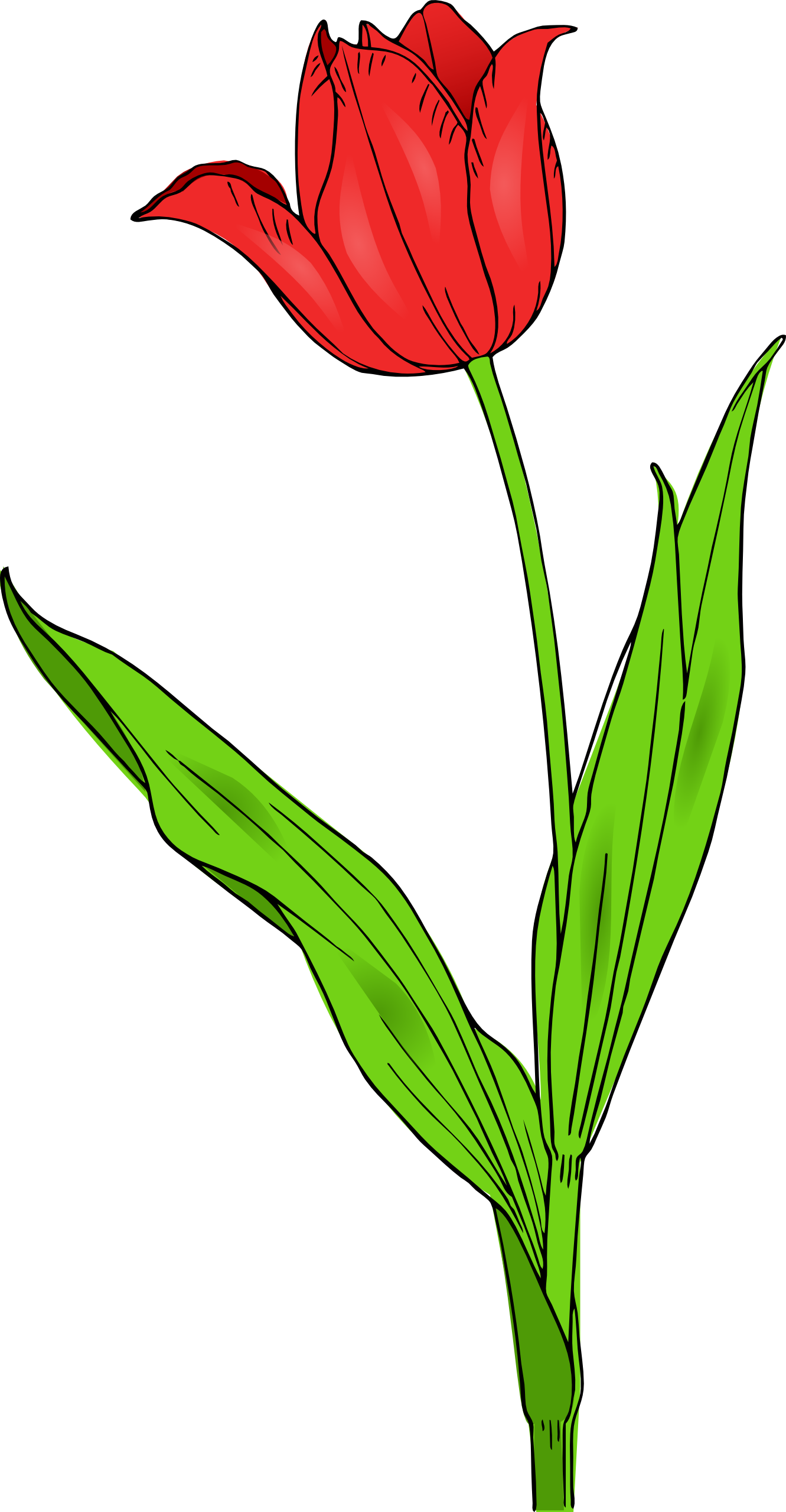 Tulip Line Drawing ClipArt Best