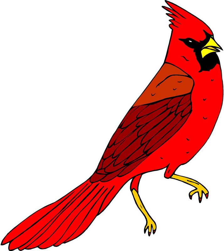 Cardinal Bird Clipart