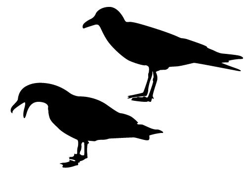 Seagull outline clip art at clker vector clip art image #29951