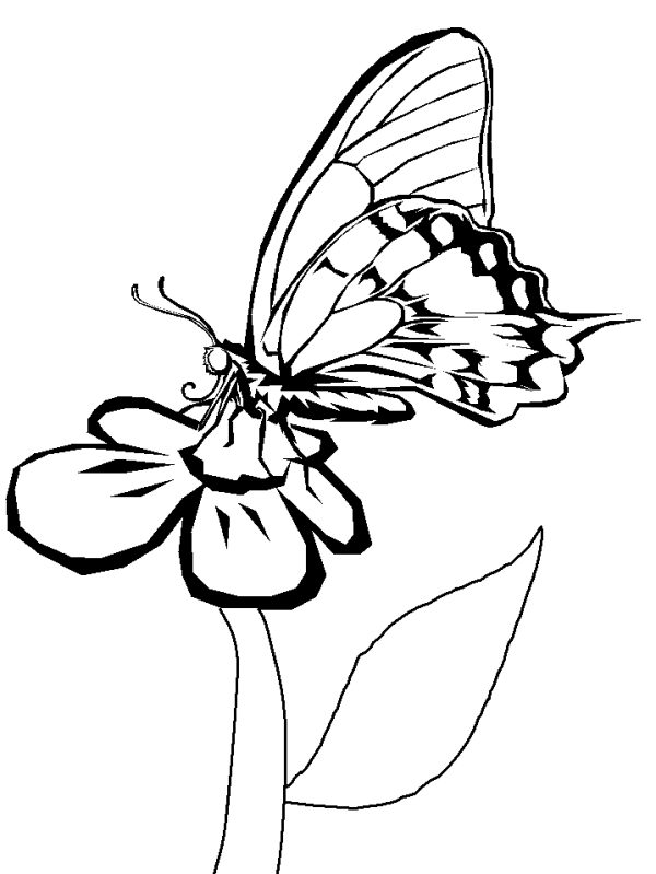 Butterfly On Spring Coloring Page - Animal Coloring Pages ...