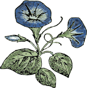 Morning Glory Flowers clip art - vector clip art online, royalty ...