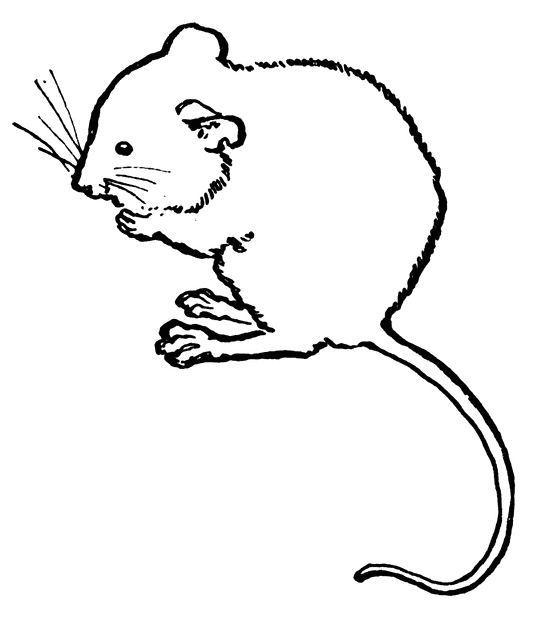 mouse drawing clip art - photo #5