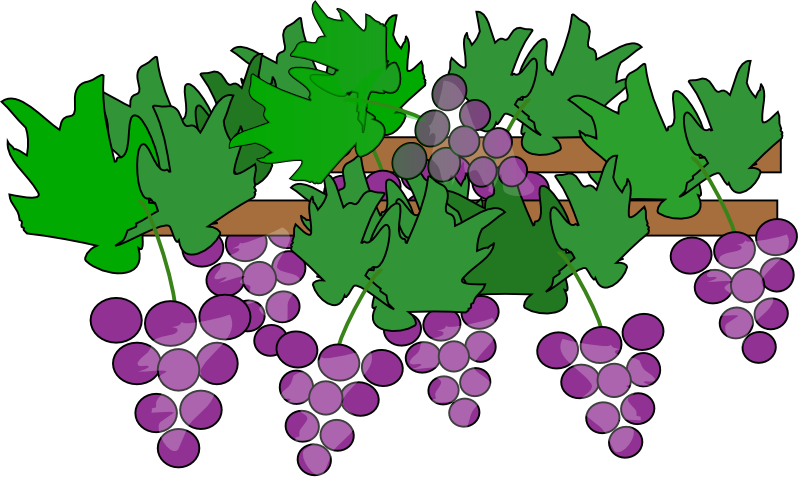 Free clipart grapes and vines