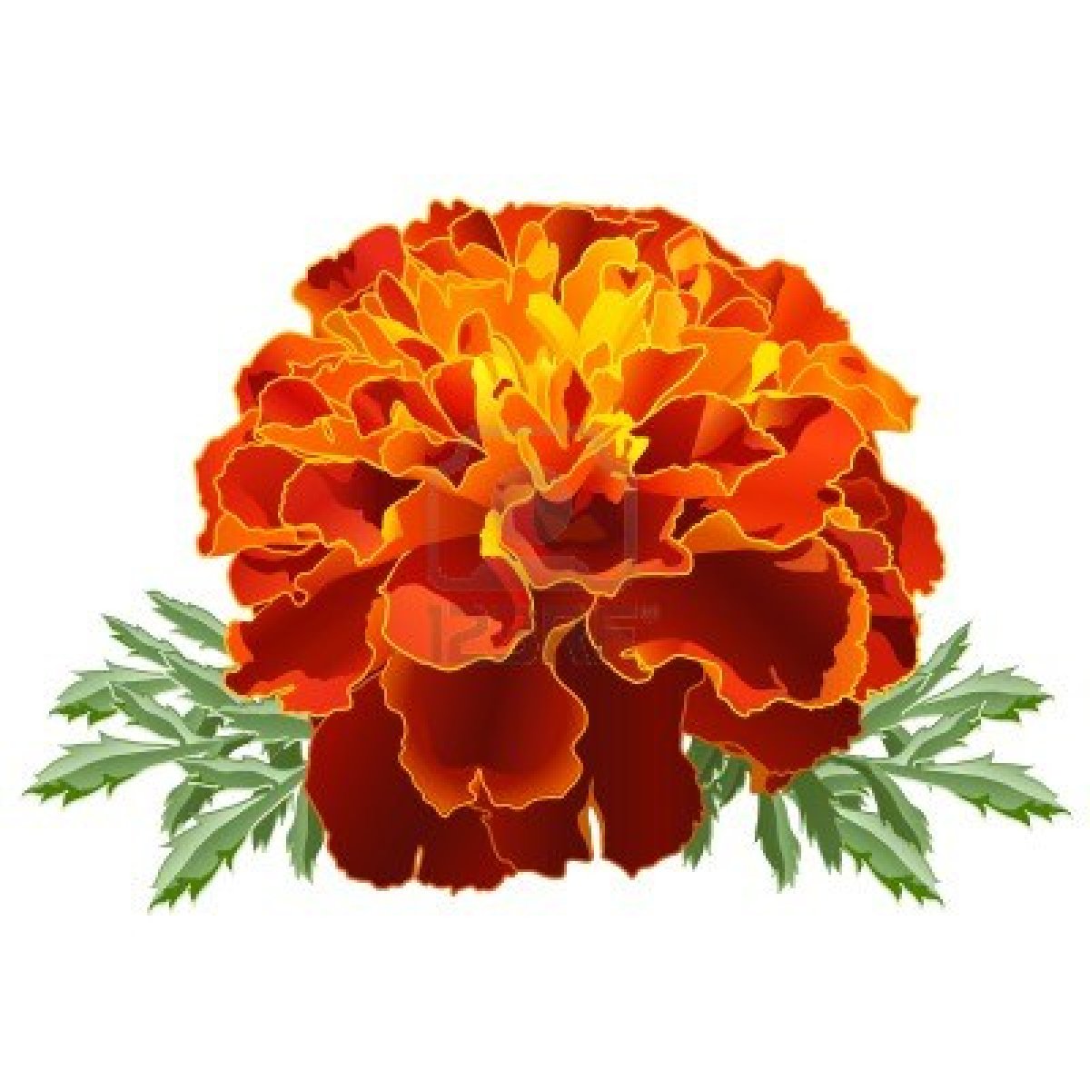 marigold flower clip art free - photo #8