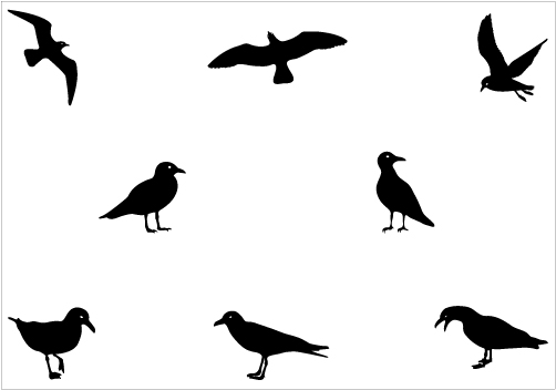 Seagull Graphics